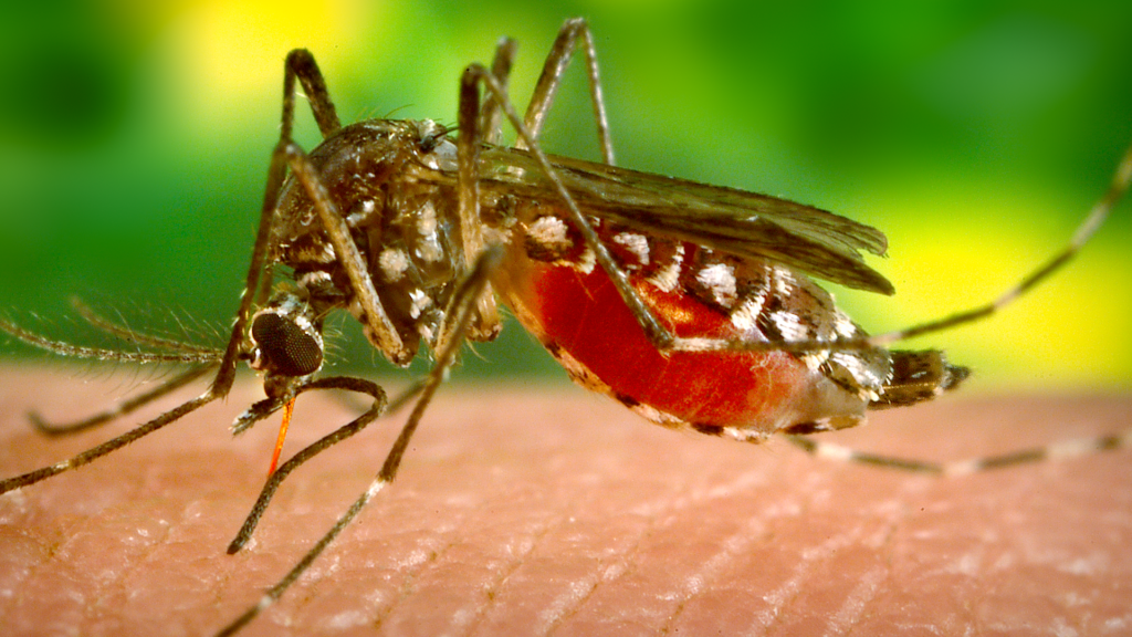Nottingham Travel and Wellness Clinic Yellow Fever